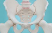 Pelvic Floor Muscles
